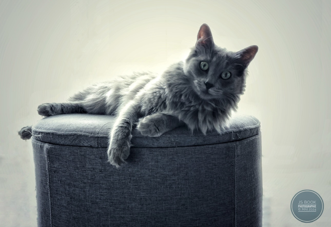 Chat photographié par JS BOOK PHOTO