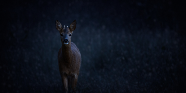 Tous droits réservés - Copie interdite - © CERJA GROUP - J1R