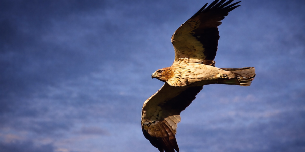 Tous droits réservés - Copie interdite - © CERJA GROUP - J1R