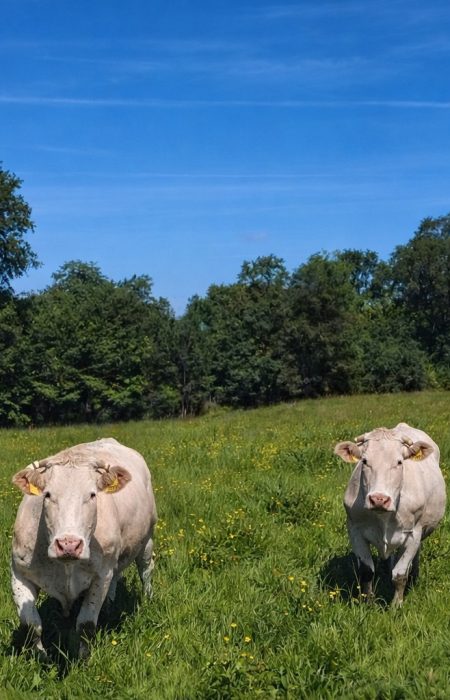 9E117F5B-96BB-4EBE-BA94-49BA75441A01_1_102_o