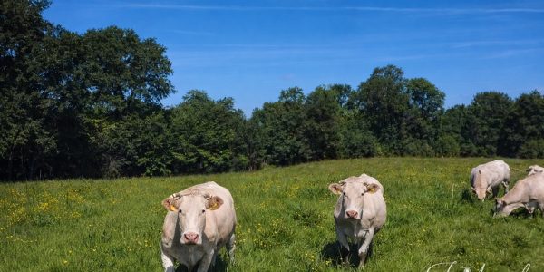 9E117F5B-96BB-4EBE-BA94-49BA75441A01_1_102_o