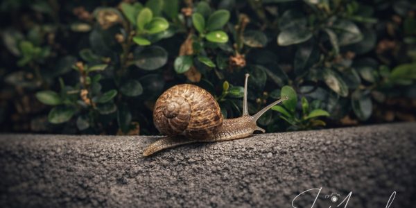 A2ADFAE0-1866-429D-A7B3-DADAB4A73681_1_102_o