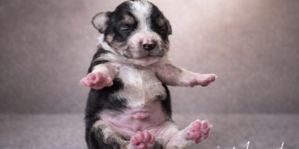 A7E2ABF0-3140-4539-82E9-424423FC4FFA_1_102_o